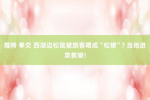 推特 拳交 西湖边松鼠被旅客喂成“松猪”? 当地进攻教唆!